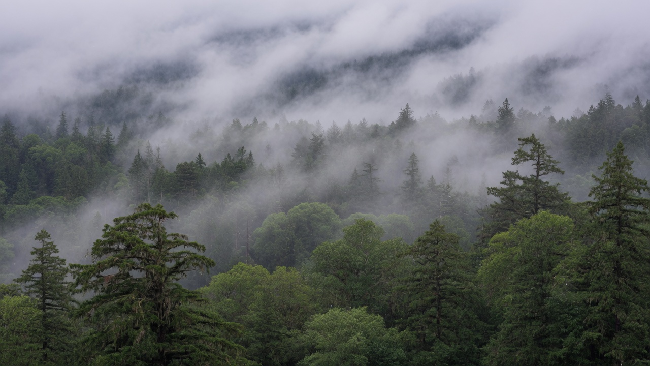 Mist rising from a dense forest canopy