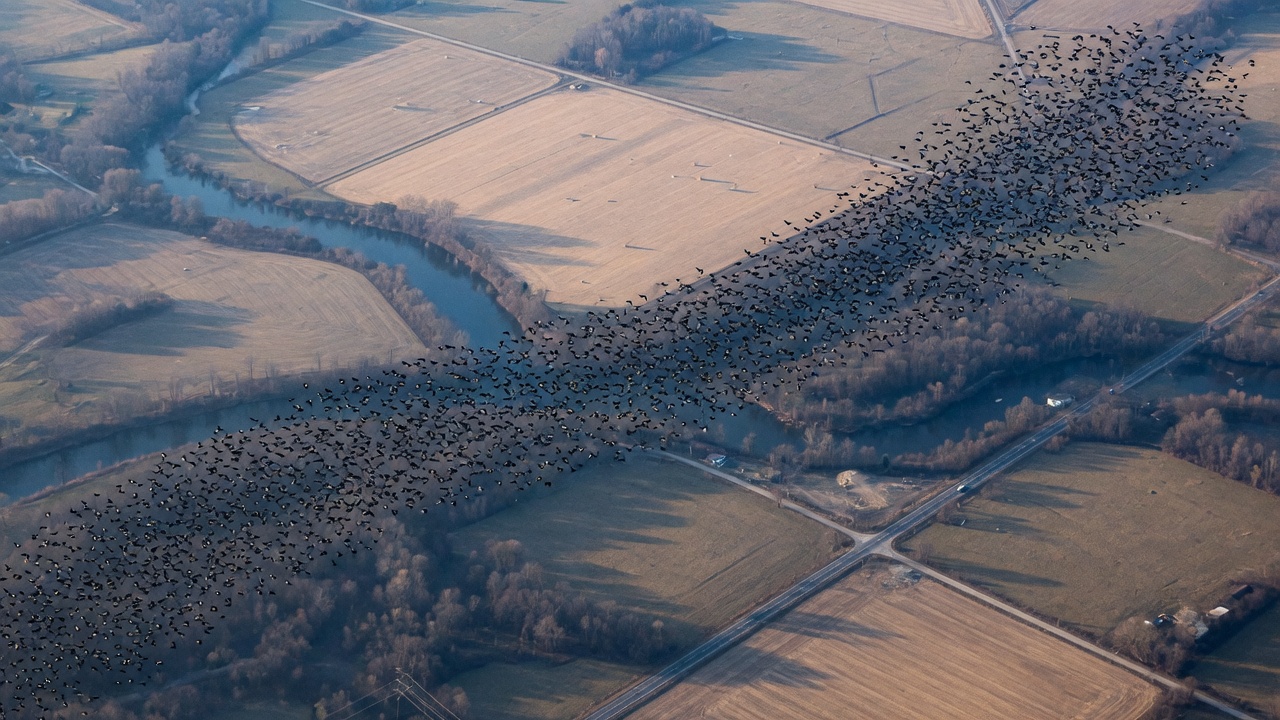 A flock of migratory birds crossing a fragmented landscape