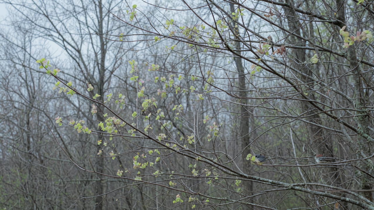 A temperate woodland in early spring with bare branches and pale new leaves