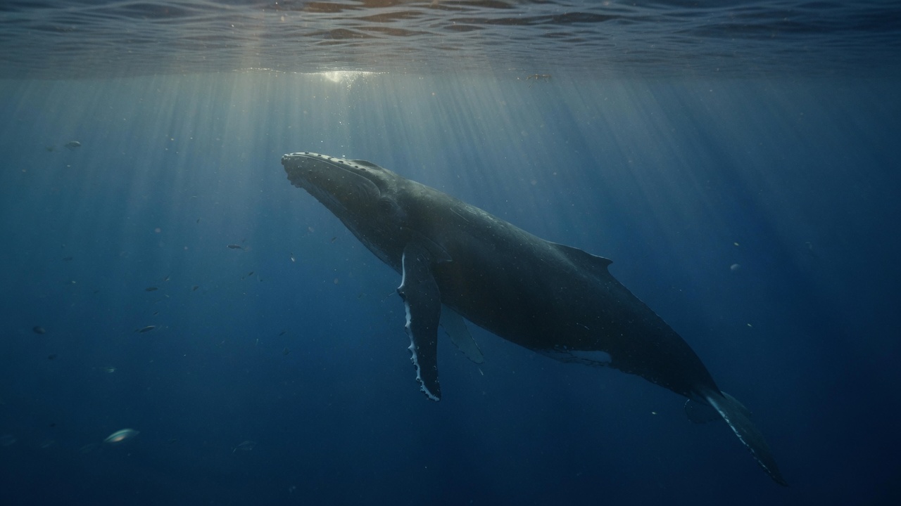 A whale swimming through deep blue water